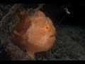 Painted Frogfish Feeding | Painted Frogfish