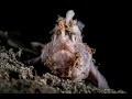 Purple Painted Frogfish | Painted Frogfish