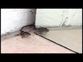 Funny Lizard Does Push-ups!