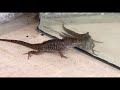 Funny Lizard Does Push-ups!