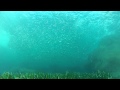 Freediving Sardine Run  | 