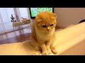 スコティッシュフォールド変な座りかた-Strange sitting position of Scottish Fold