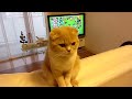 スコティッシュフォールド変な座りかた-Strange sitting position of Scottish Fold