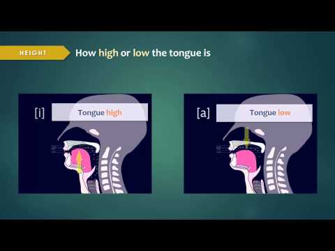 各種母音發生時，嘴唇和舌頭的形狀與位置關係(動畫)