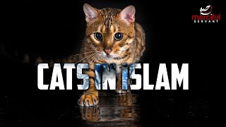 CATS IN ISLAM