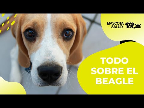 es un beagle harrier una buena mascota