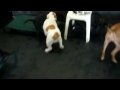 Invasion of the black labbies Friday 10 Aug 2012