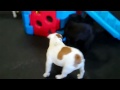 Invasion of the black labbies Friday 10 Aug 2012