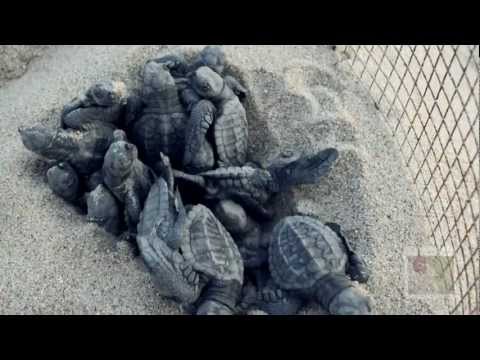 Turtle Hatchlings in Baja: A Journey to the Sea