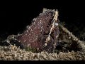 A Randall's Frogfish