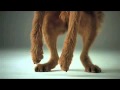 Une belle publicite en slow motion pour les croquettes pour chien Pedigree