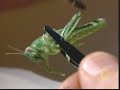 How locusts perceive the signal to swarm.