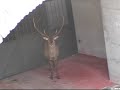 Catturato e liberato cervo a Bardonecchia Catturato e liberato cervo a Bardonecchia