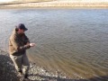 Fly fishing for big sea trout