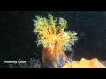 Video of sea apple 