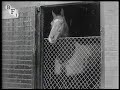 The Derby (1913) - Emily Davison trampled by King's horse