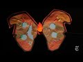 A. R. Wallace: The Other Guy to Discover Natural Selection - Op-Docs