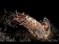 Humpback Prawn | Humpback Prawn