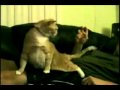 Trololo cat : monsieur Trololo est de retour dans la peau d un chat qui adore les papouilles :)