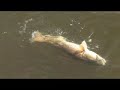 Schools In Giant Redfish! CHEW ON THIS Saltwater Fishing Show