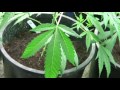 Wash. State Releases Draft Rules for Legal Pot