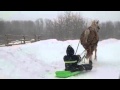 Snow Day with a red neck cutter
