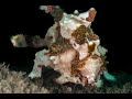 Warty Frogfish | Warty Frogfish