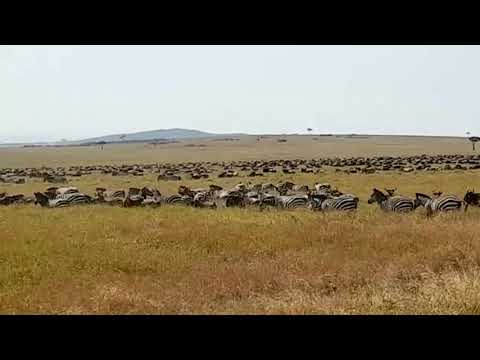 Masai Mara Wildebeest Migration