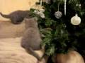 Christmas tree and kittens Christmas tree and kittens