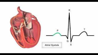 Cardiac Electrical Conduction