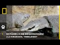 NATIONAL GEOGRAPHIC SENDER BradyBarr als Krokodil verkleidet