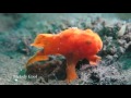 Video of Frog fish