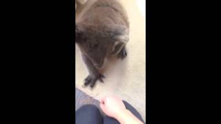 Curious Koala Walks Into House