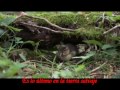 Nightwish feat Jonsu - Erämaan Viimeinen (Subtitulado en español)