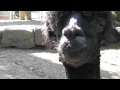 spuckendes Lama sehr lustig---spitting lama very funny
