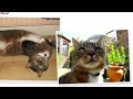Simon's Real Cats