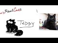 Simon's Real Cats