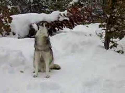 Pics Of Wolves Growling. Wolves Howling in Montana