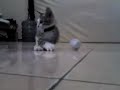 Funny kitten playing football (kucing main bola)