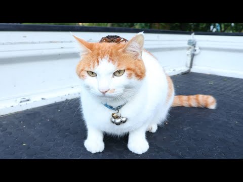 沢蟹と猫の癒しシーンを楽しむ動画 サムネイル