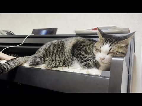 娘のピアノに合わせてくつろぐ猫のしっぽリズム動画 サムネイル