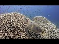 Deep dive in Apo Island! | Various