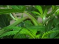 Super Cropping Tutorial