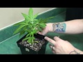 Super Cropping Tutorial