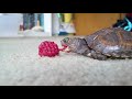 Baby Turtle Eating a Raspberry
