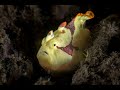 Yellow Warty Frogfish | Antennarius maculatus