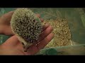 How to Handle & Tame a mean / aggressive / scared hedgehog