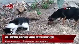 Kedi ve köpek, didişmek yerine dost olmayı seçti