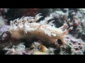 ‪‎Swimming Nudi‬branch‪, BornellaStellifer‬  | ‪‎Swimming Nudi‬branch