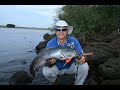 Pesca no Uruguai 2 - Rio Negro, Tararira Tornasol (Hoplias Lacerdae) Pesca no Uruguai 2 - Rio Negro, Tararira Tornasol (Hoplias Lacerdae)
